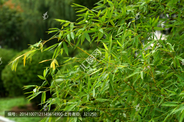 竹子