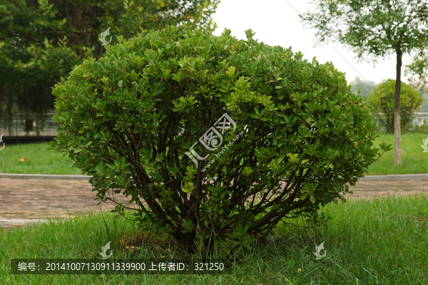 綠色植物