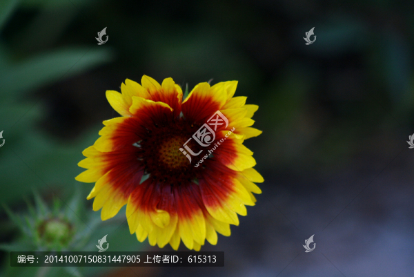 天人菊,虎皮菊,老虎皮菊,花