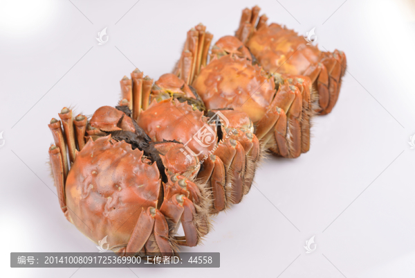 大閘蟹,陽(yáng)澄湖大閘蟹
