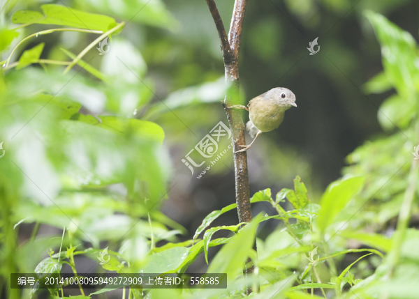 灰眶雀鹛,鳥類