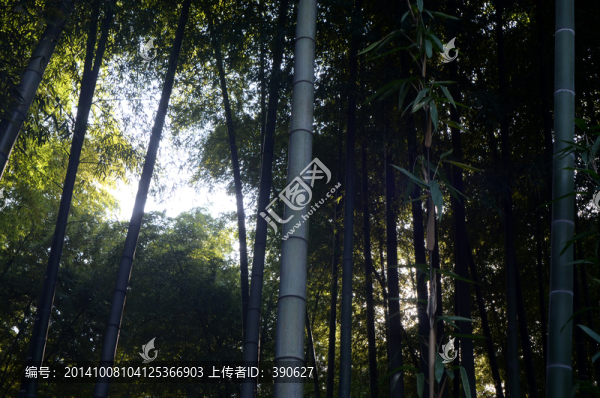 竹林