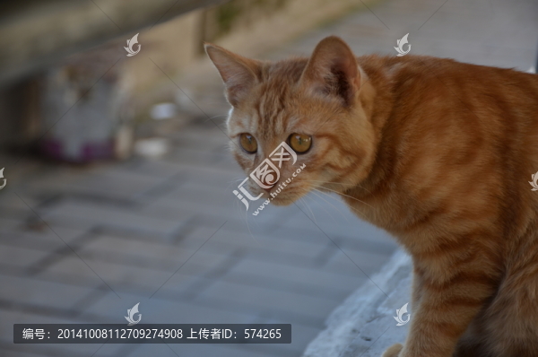 好奇的貓
