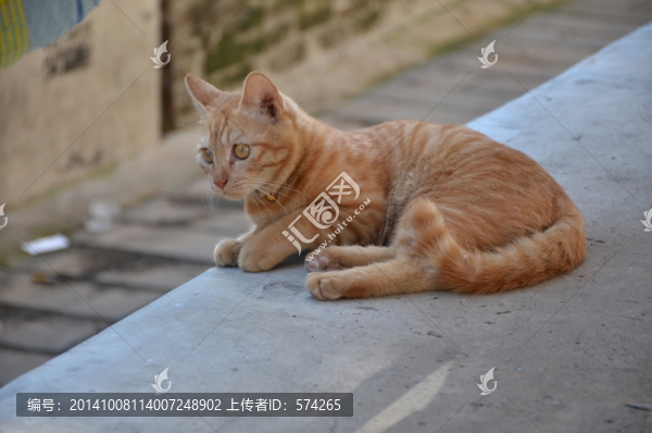 貓