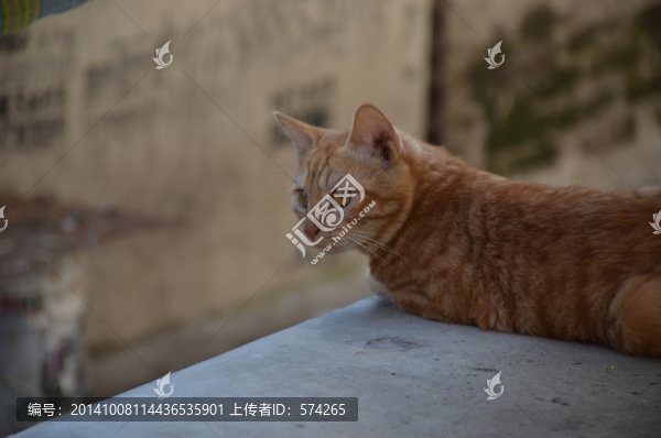 趴著的貓