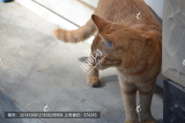 一只貓,俯拍