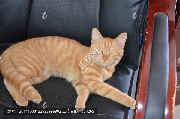 瞇著眼睛的貓