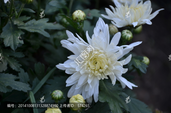 白色的菊花