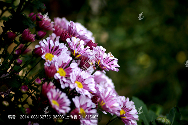 菊