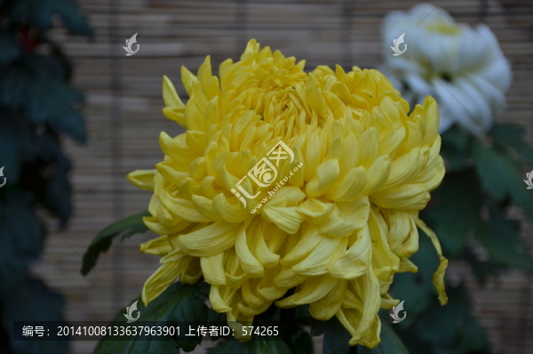 黃色的菊花一朵