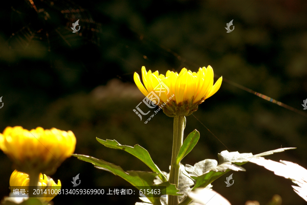 菊