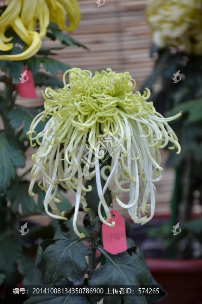 白色菊花