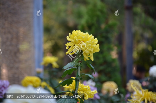 一朵黃色的菊花