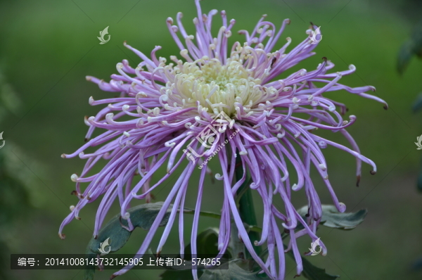 漂亮的紫色菊花特寫