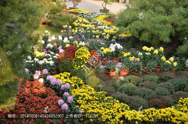 一片菊花地