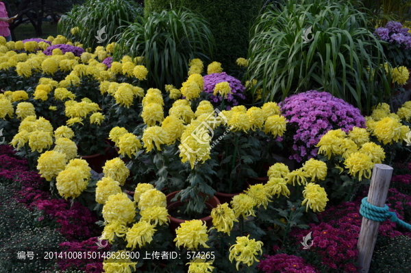 一片菊花