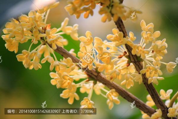 金桂花枝花卉特寫
