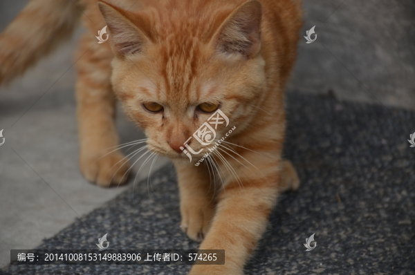可愛的小黃貓