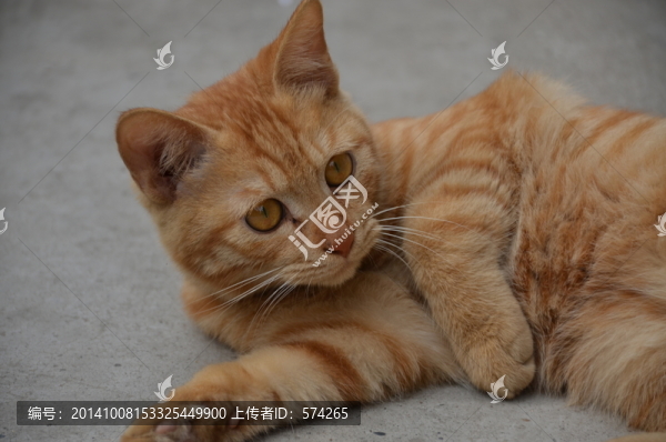 小黃貓