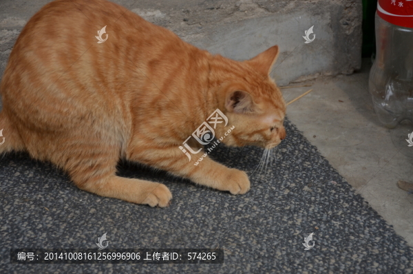 可愛的小黃貓