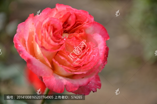 月季花