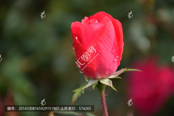 一朵紅色月季