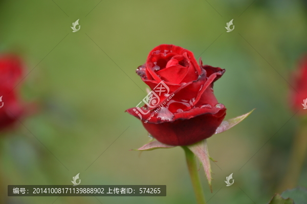 一朵紅色的月季花