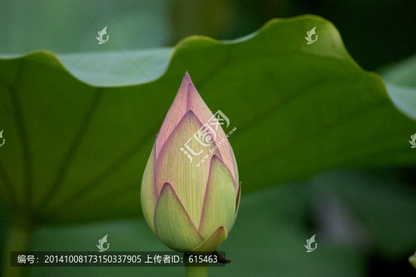 荷
