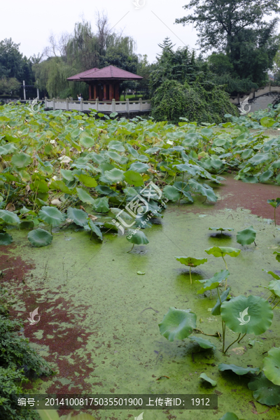 荷花池