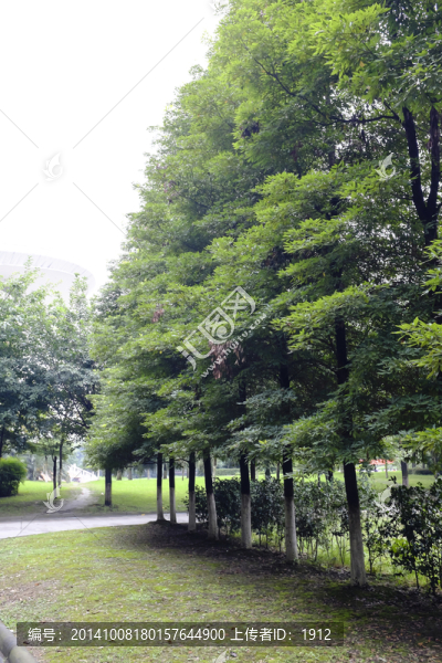 綠樹(shù)林