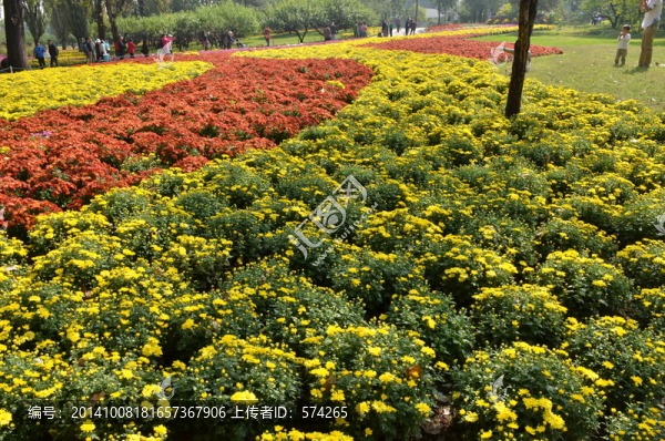 菊花