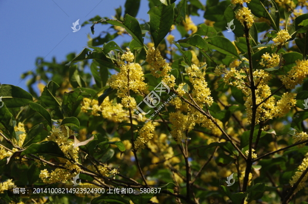 桂花