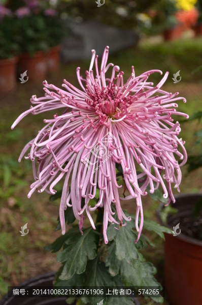 一朵漂亮的粉色菊花