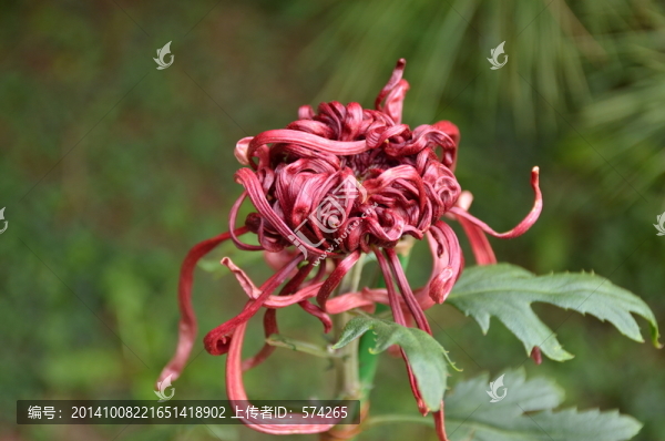 紅色的菊花