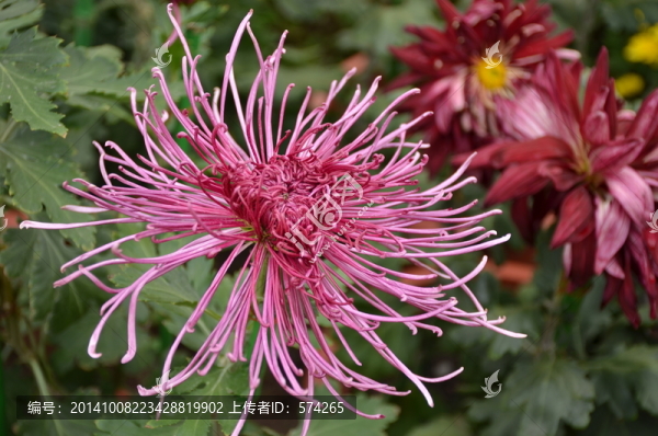 紅色線型菊花