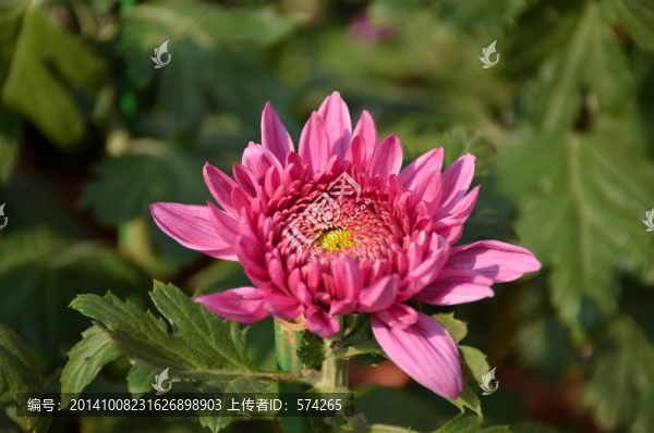 一朵紅色的菊花