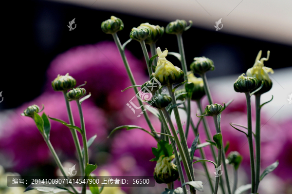 菊花