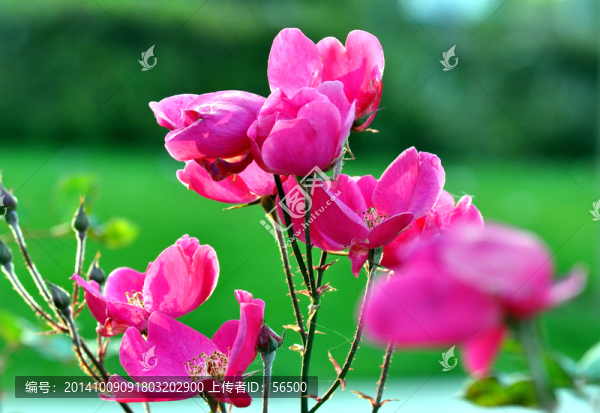 月季花