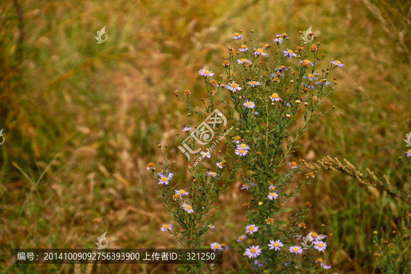 野花