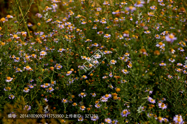花叢