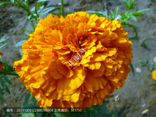 萬壽菊