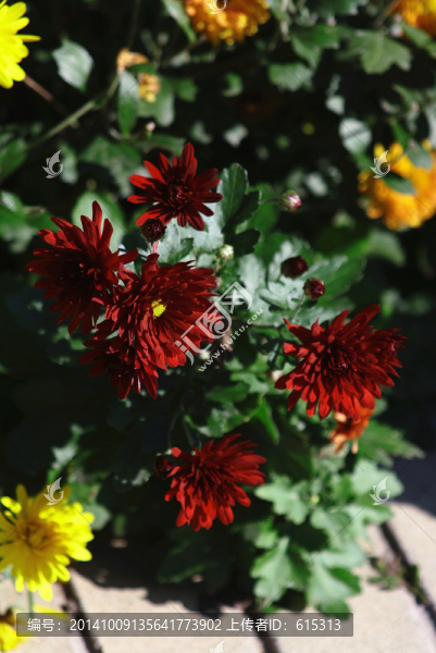 紅色菊花