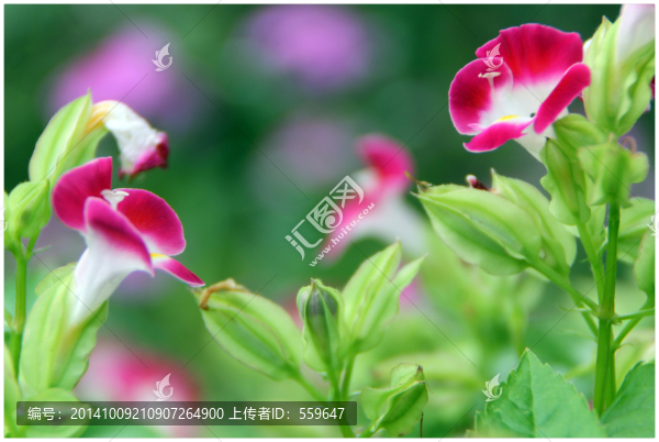 花卉攝影,花草特寫