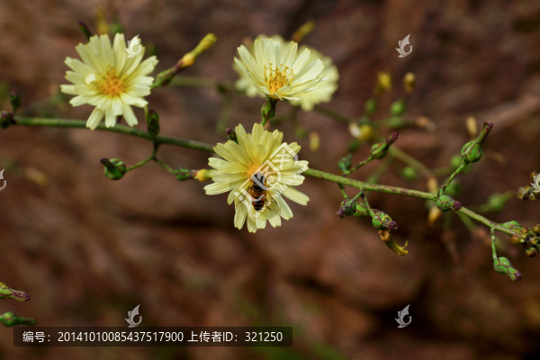 野菊花