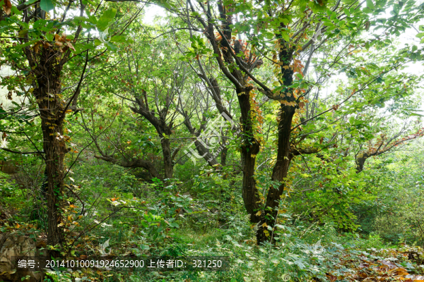 樹林,叢林