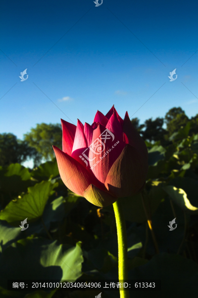 蓮花