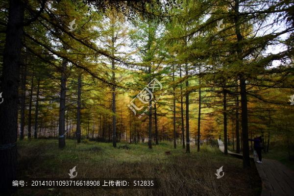 蘇木山