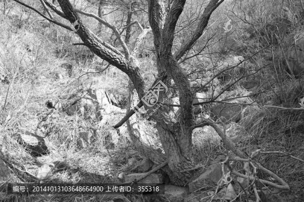 樹,樹枝,剪影,樹干,山上