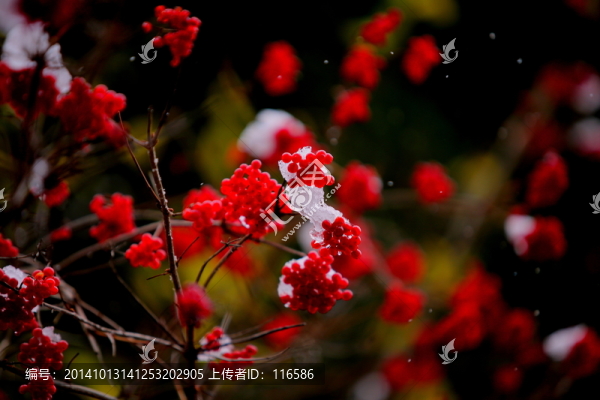 秋花（非高清）