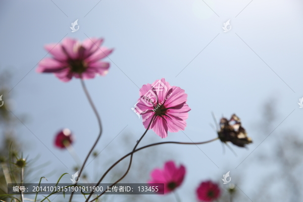 波斯菊